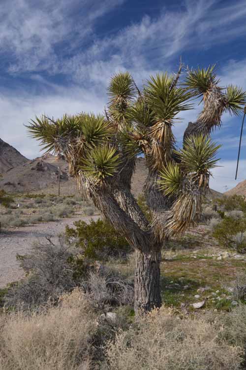 joshua tree